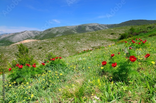 Meadow with green grass and red poppy flowers