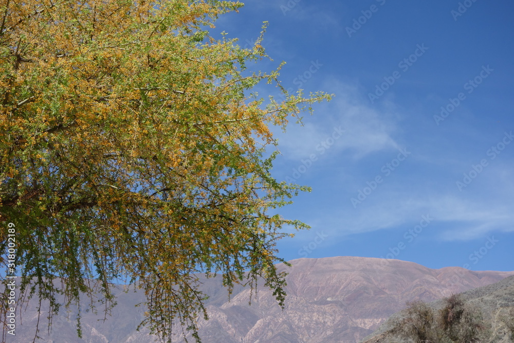 Fototapeta premium colors in Purmamarca, North of argentina