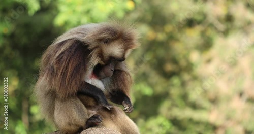 A large male Gelada Baboon (Theropithecus gelada) on a large stone keeping watch and grooming himself.
