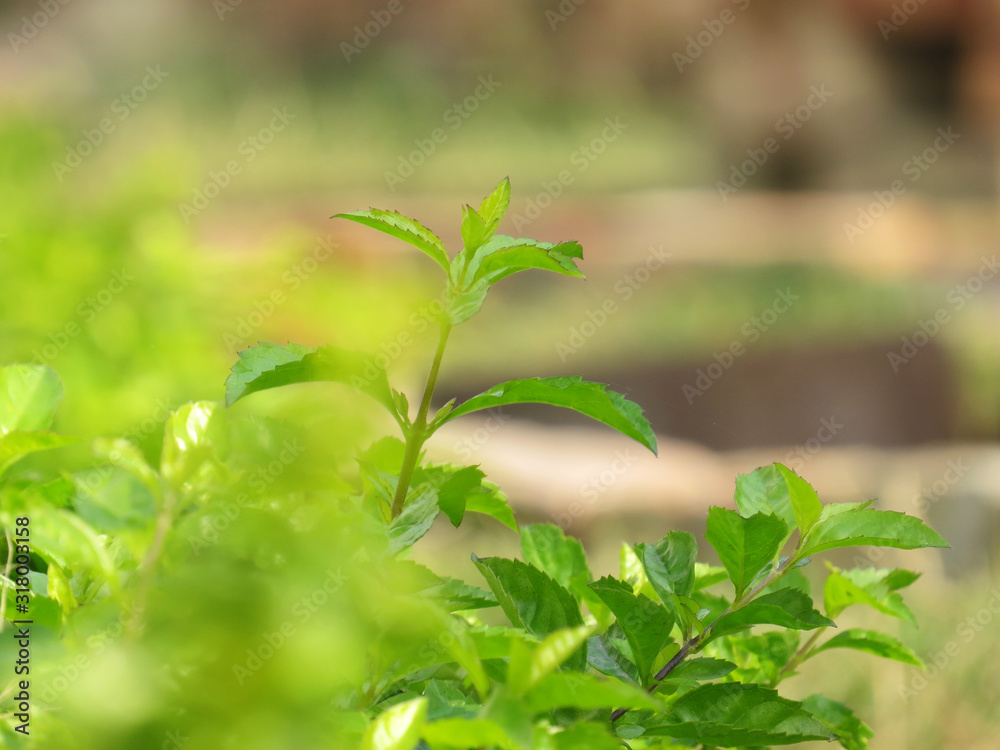 Fototapeta premium Nature green leaf background wallpaper