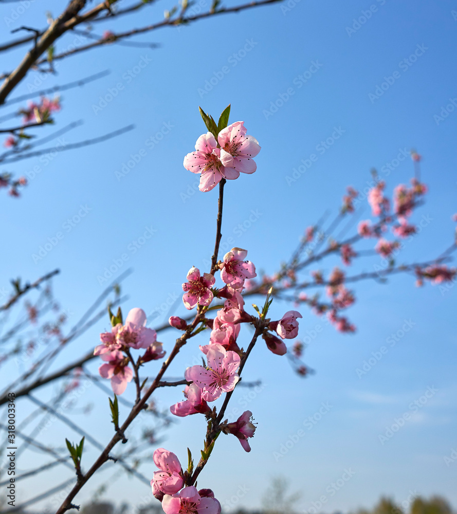 frozen peach flowers after frosts frozen peach flowers after frosts