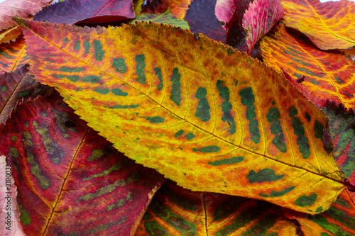 cherry tree leaves