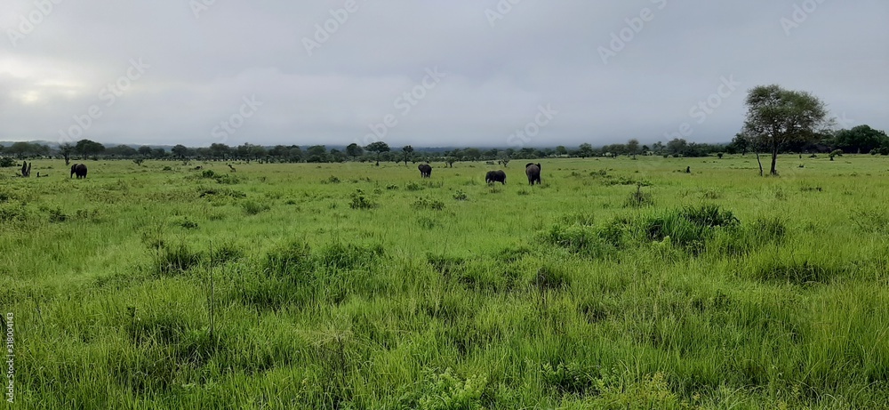 sheep in field sheep in field