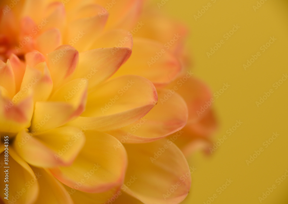 Close up of orange and yellow dahlia to the left of center petals