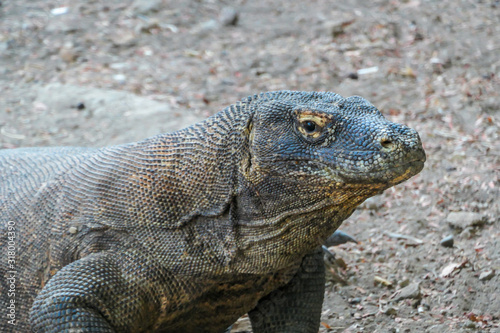 A close up on gigantic  venomous Komodo Dragon roaming free in Komodo National Park  Flores  Indonesia. The dragon is resting in a shadow with its stomach full. Dangerous animal in natural habitat.