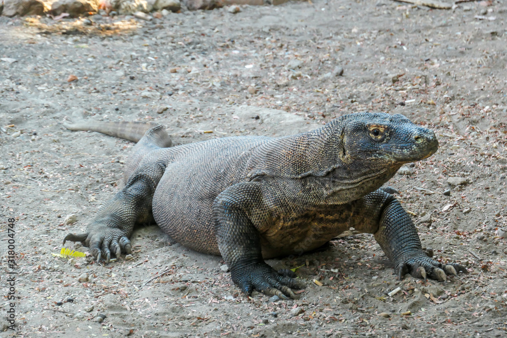 A gigantic, venomous Komodo Dragon roaming free in Komodo National Park, Flores, Indonesia. The dragon is resting in a shadow with its stomach full. Dangerous animal in natural habitat. A gigantic, venomous Komodo Dragon roaming free in Komodo National Park, Flores, Indonesia. The dragon is resting in a shadow with its stomach full. Dangerous animal in natural habitat.