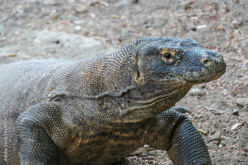 A close up on gigantic  venomous Komodo Dragon roaming free in Komodo National Park  Flores  Indonesia. The dragon is resting in a shadow with its stomach full. Dangerous animal in natural habitat.