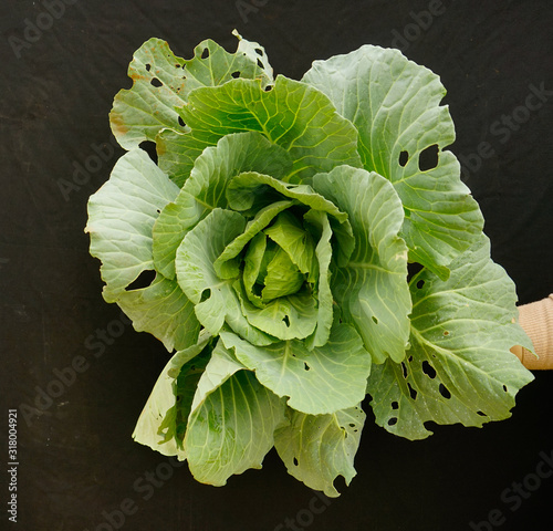 the cabbage has broken by sworm photo