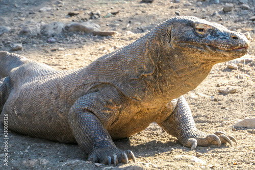 A gigantic  venomous Komodo Dragon roaming free in Komodo National Park  Flores  Indonesia. The dragon is resting in the sun. Toxic saliva is leaking from its mouth. Dangerous animal.