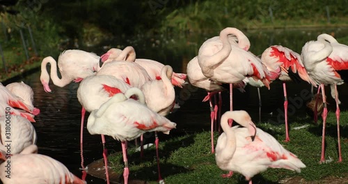 A group of Greater Flamingos (Phoenicopterus roseus) in a urban park.