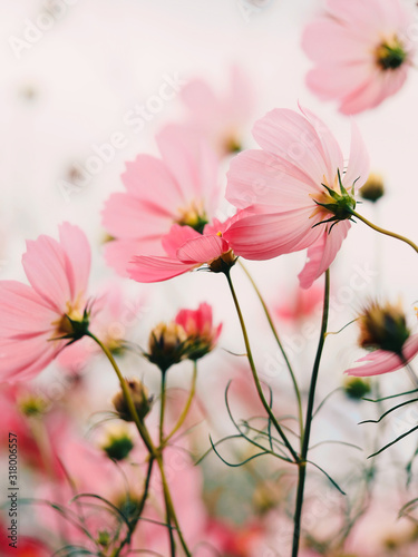 rozowe-kwiaty-w-ogrodzie
