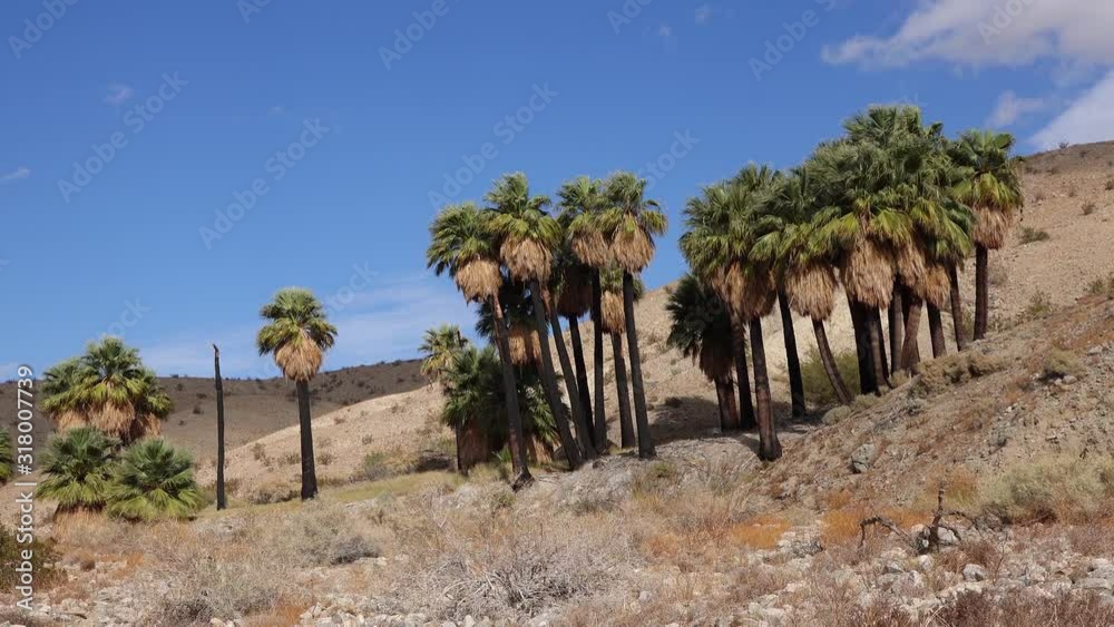 Palm trees rise in the desert at Thousand Palms Oasis near Coachella Valley Preserve. Villis palms oasis. California Palm trees rise in the desert at Thousand Palms Oasis near Coachella Valley Preserve. Villis palms oasis. California