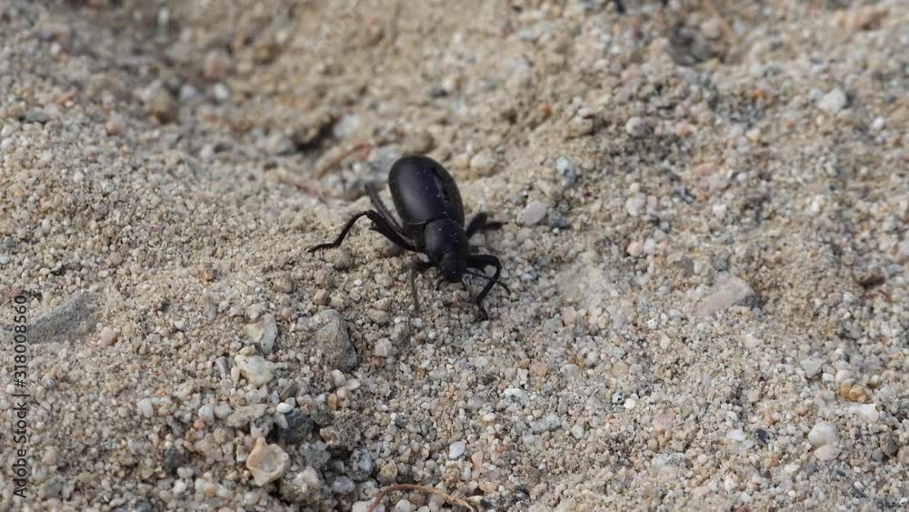 A black desert beetle in California desert runs on the sand A black desert beetle in California desert runs on the sand