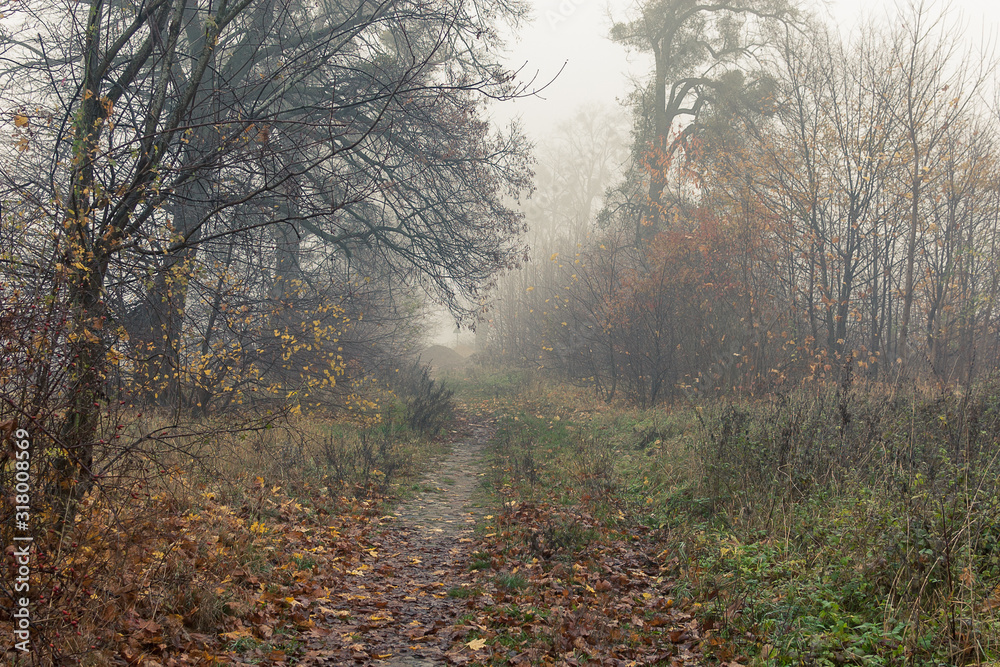 Autumn landscape empty forest road
