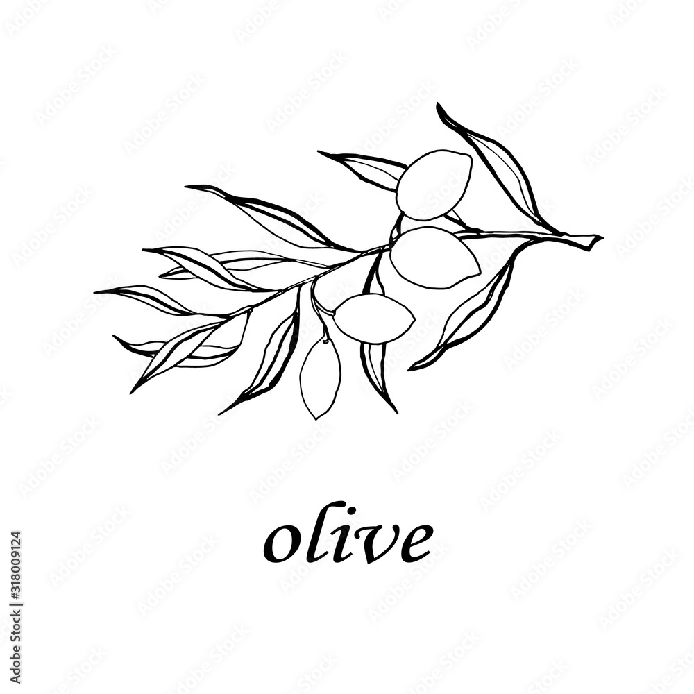 Olive tree in a vector style isolated. Black and white engraved ink art. plant of an olive tree. Vector olive tree for background, texture, wrapper pattern, frame or border. Olive tree in a vector style isolated. Black and white engraved ink art. plant of an olive tree. Vector olive tree for background, texture, wrapper pattern, frame or border.