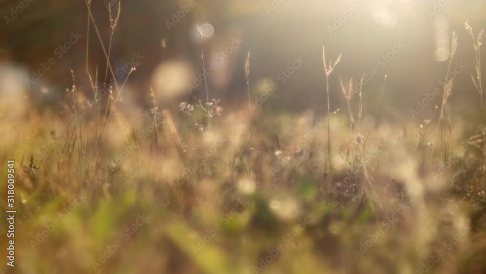 Grass flapping on the wind in the morning summer time. Grass flapping on the wind in the morning summer time.