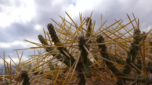 Arizona pencil cholla with long yellow spines against the blue sky. Christmas cholla, tasajillo (Cylindropuntia leptocaulis). photo