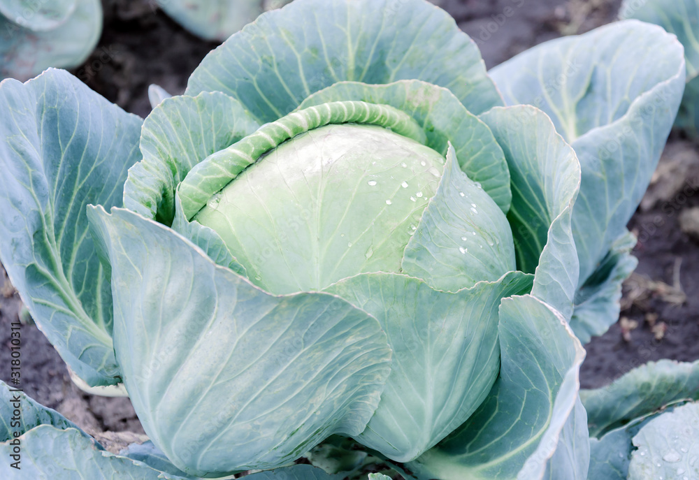 Obraz premium white cabbage plant with green leaves