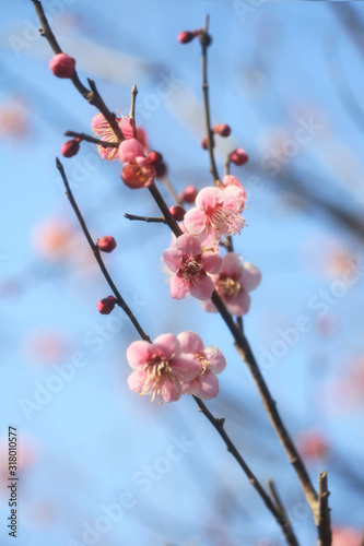 ピンク色の梅の花（台湾系）