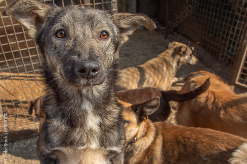 closeup portrait sad homeless abandoned dog with other dogs in shelter