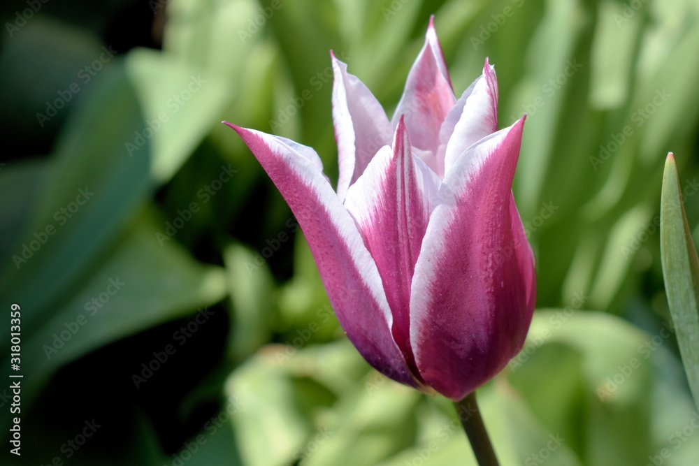 Blüte einer zweifarbigen Tulpe in weiß und rosa Blüte einer zweifarbigen Tulpe in weiß und rosa