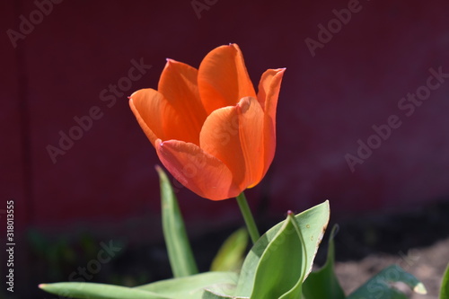 Blüte einer einfachen orangen Tulpe