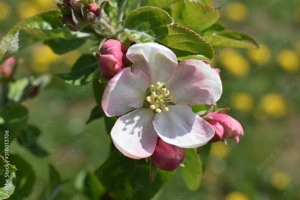 Fototapeta premium Apfel Blüte und Knospen am Baum
