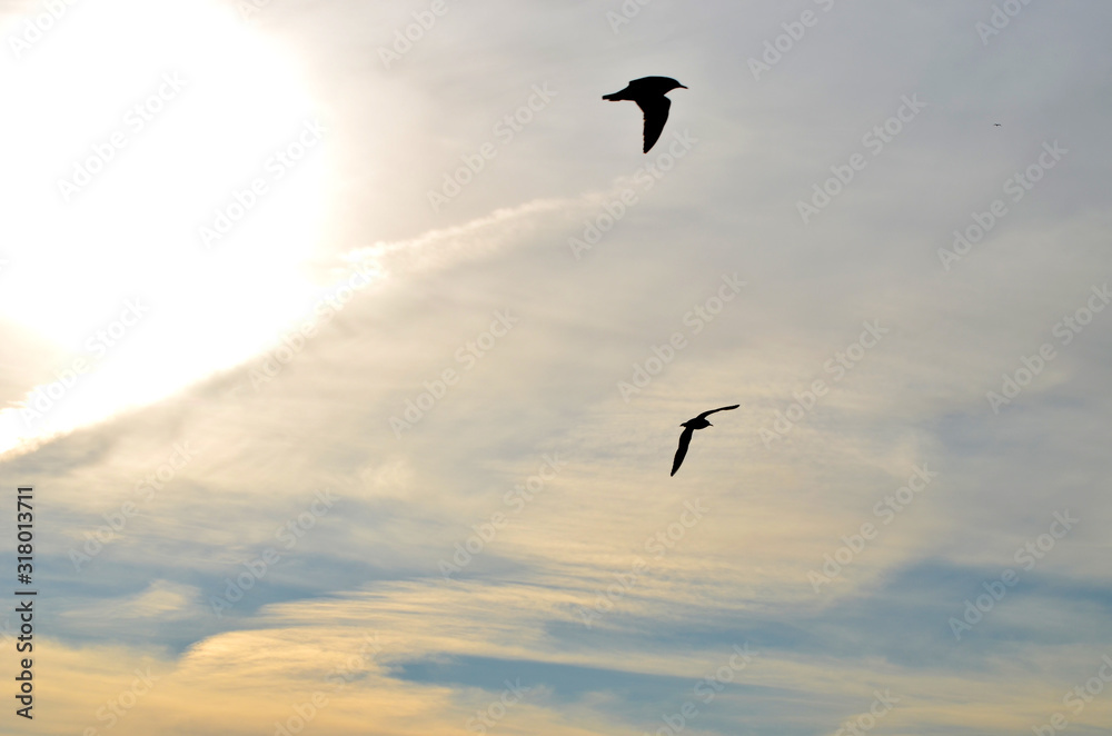 Fototapeta premium Sea-gulls flying in the sky, photo,nature