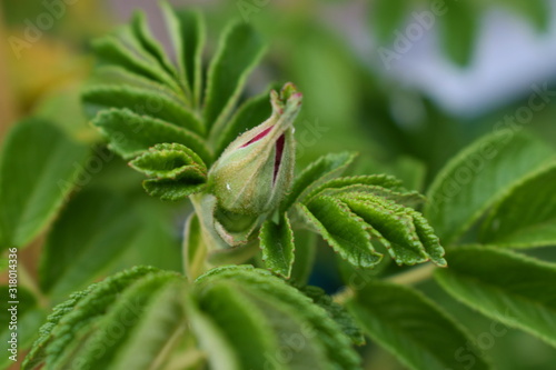 Geschlossene Hagebuttenblüte am Strauch