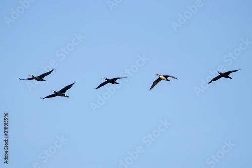  Group of great cormorant (Phalacrocorax carbo) in flight on sky background. Bird migration concept.