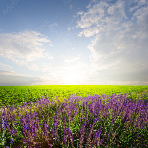 heap of violet Salvia officinalis prairie flowers among a green fields