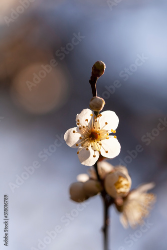 白い梅の花（湯の宮の座論梅）