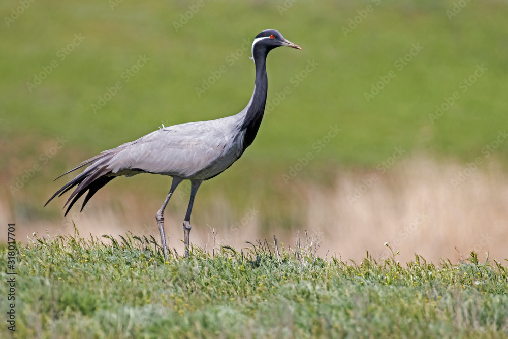 Fototapeta premium The demoiselle crane (Grus virgo) is a species of crane found in central Eurasia. demoiselle crane (Grus virgo) in a typical breeding ecosystem