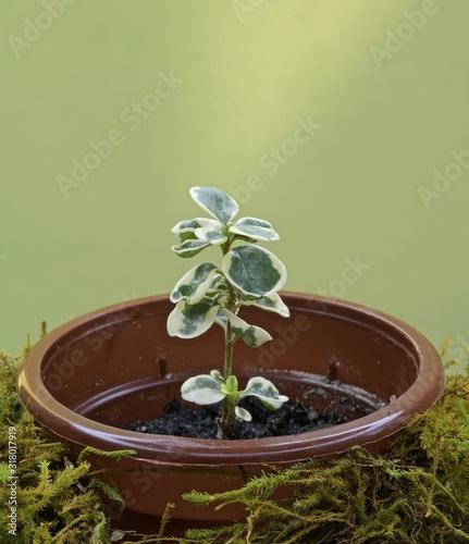young shoots of cuttings of evergreen shrubs