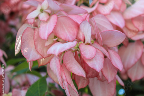 pink flower in garden