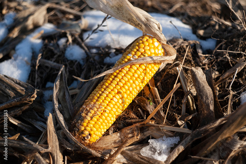 corn in snow close up. forgotten corn crop