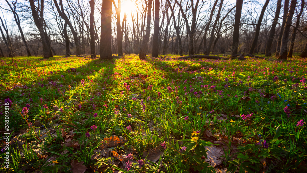 Obraz premium spring forest glade with flowers at the sunset, evening outdoor background