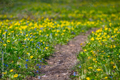 small ground road through green forest glade with flowers, spring natural background