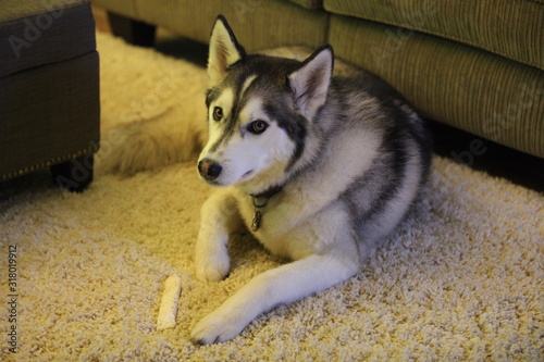 siberian husky in living room with bone