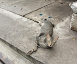 Stray cat lying on the street