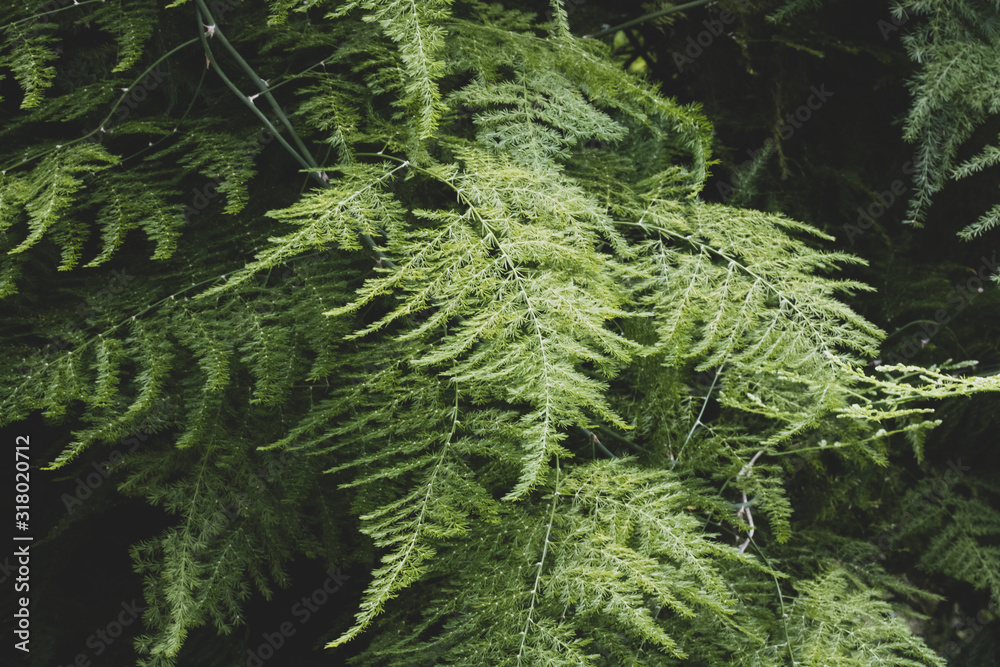 Fototapeta premium green branches 