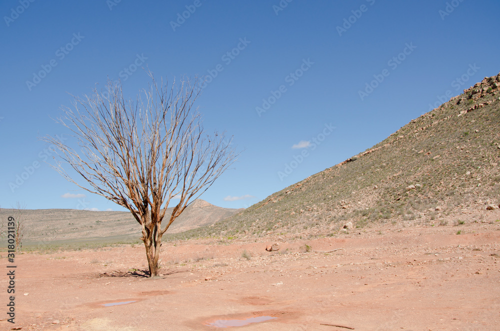 Baum in Steppe Südafrika