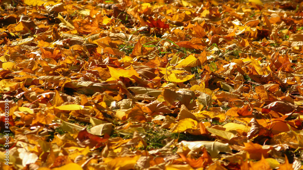 fallen yellow maple leaves lying on the ground fallen yellow maple leaves lying on the ground
