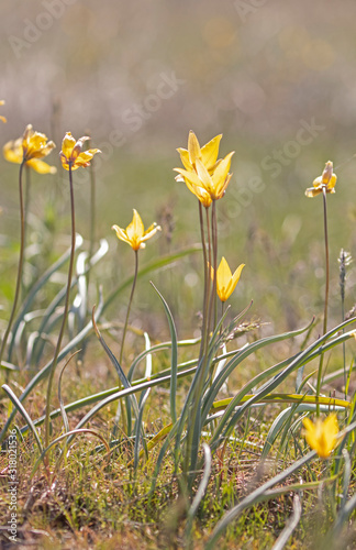    Wild tulips Tulipa biebersteiniana in a typical steppe growth ecosystem, Kalmykia region. Wildflower tulip (Tulipa biebersteiniana). photo