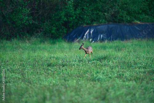 Young female roe deer in farm field. © ysbrandcosijn