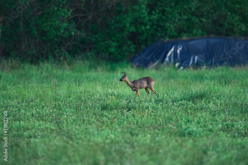 Young female roe deer in farm field.