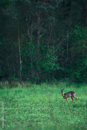 Young female roe deer grazing in fresh meadow at forest edge.