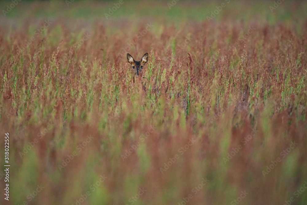 Female roe deer between tall grasses in early spring.