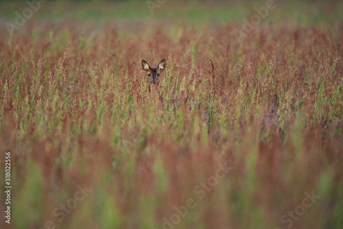 Female roe deer between tall grasses in early spring.