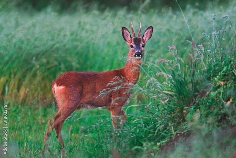 Obraz premium Young roebuck between tall grass in spring.